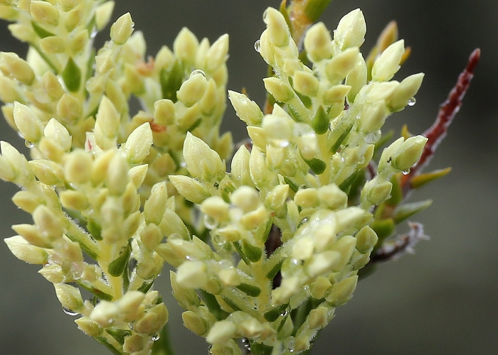 Western Australian Plants Ericaceae